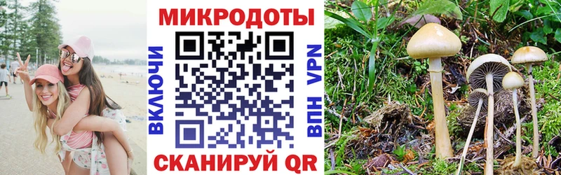 купить закладку  Калининград  Галлюциногенные грибы Psilocybe 